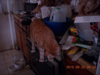 417 93n. my cat Max on a messy stove