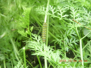 cool caterpillar in back yard - Melrose Park