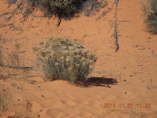 54 951. Coral Pink Sand Dunes State Park