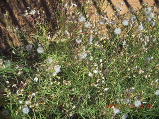 67 951. Coral Pink Sand Dunes State Park plant