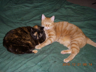 419 96m. my cats Maria and Max