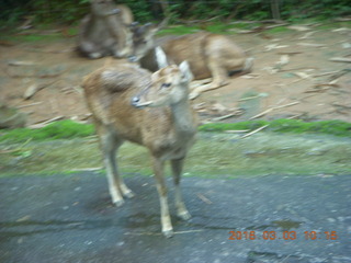 119 993. Indonesia Safari ride - gazelle