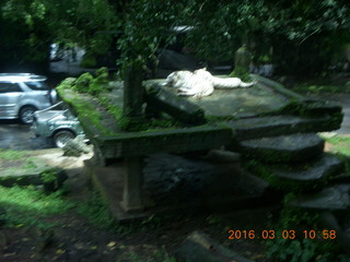 250 993. Indonesia Safari ride - tigers