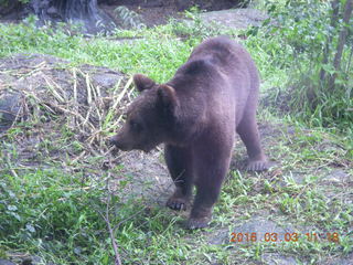 318 993. Indonesia Safari ride - bear