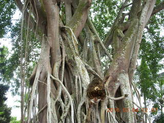 48 994. Indonesia - bus ride to Borabudur - coffee stop - big tree