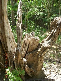 41 99b. Indonesia - Komodo Island