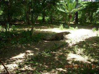 92 99b. Indonesia - Komodo Island