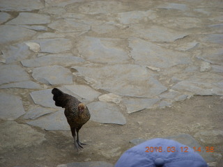 146 99c. Indonesia - Lombok - last village - bird