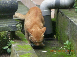 214 99d. Indonesia - Bali - lunch with hilltop view - cat