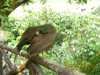 144 99h. Malaysia - Kuala Lumpur - KL Bird Park