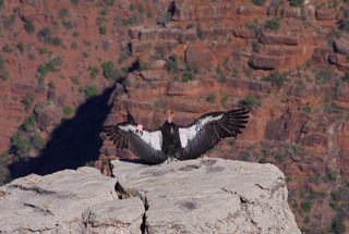 Mark and Lisa picture of Sonoran desert - condor with wings spread