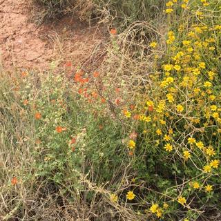 Doreen pic - flowers