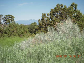 102 9ck. Lowry Pueblo Landmark local flora