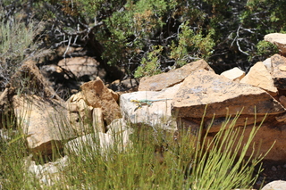 247 9ck. Painted Hand