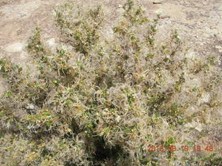 329 9ck. Hovenweep National Monument flora