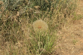 445 9ck. Lowry Pueblo + giant dandylion