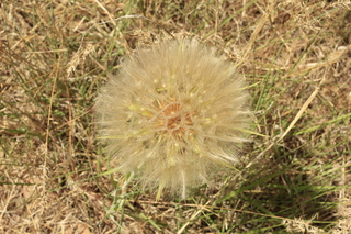 448 9ck. Lowry Pueblo - giant dandylion