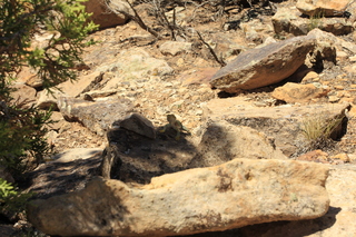 489 9ck. Cutthroat Castle - lizard