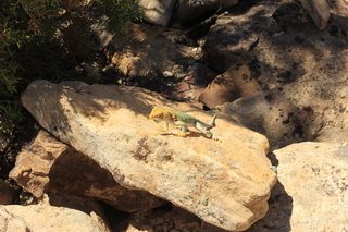 493 9ck. Cutthroat Castle -lizard