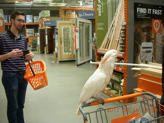 cool cockatoo shopping at The Home Depot