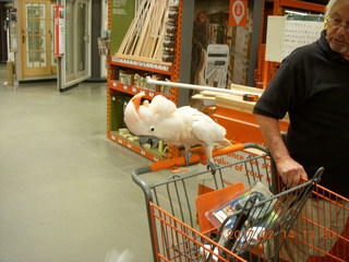 cool cockatoo shopping at The Home Depot