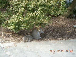 Princeton Alumni Day