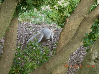 Princeton Alumni Day - squirrel