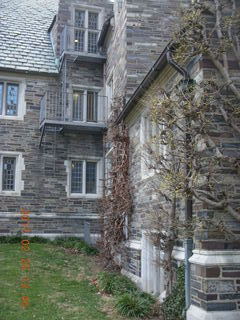 Princeton Alumni Day - squirrel