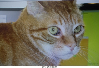 445 9nq. picture of picture of my cat Max