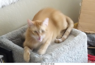 new camera - my cat Max