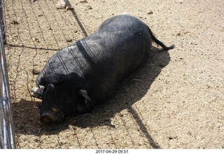 new camera - jacked-up pick-up truck at DVT