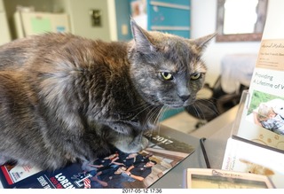 Krista Gibson, DVM, and Penny - (cat)