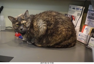 Krista Gibson vet office - Kendra cat