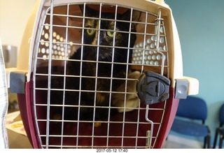 Krista Gibson vet office - my cat Maria