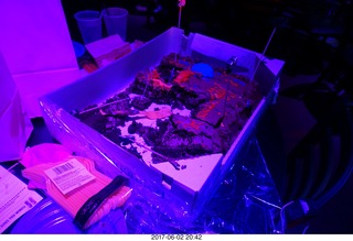 Brenda birthday party