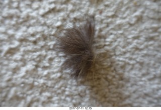 maria's tuft of hair