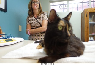 my cat Maria's last day - Dr Krista Gibson