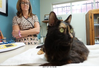 Krista Gibson vet office - Kendra cat