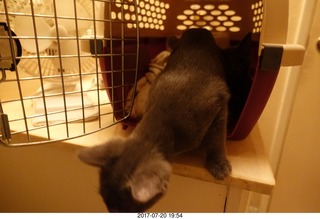 cats Devin and Jane and Adam