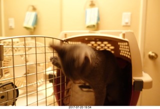 cats Devin and Jane and Adam