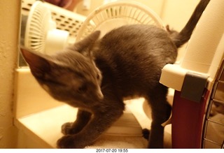 my cats Devin and Jane