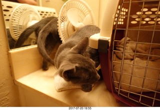 cats Devin and Jane and Adam