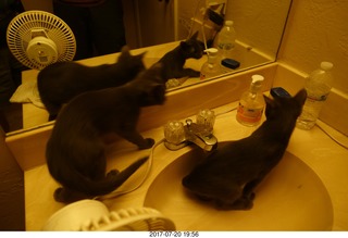 my cats Devin and Jane - four cats with the mirror