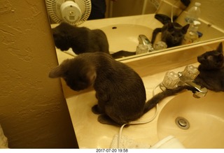 my cats Devin and Jane - four cats with the mirror
