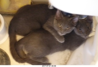 my new ktitens Devin and Jane