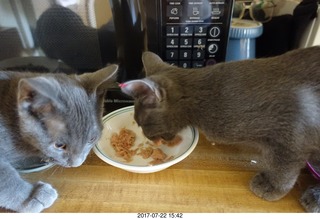 my new kittens Devin and Jane