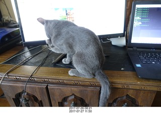 kitten and monitor - Devin