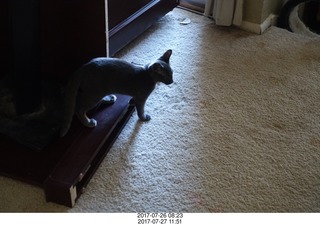 my kitten Devin or Jane