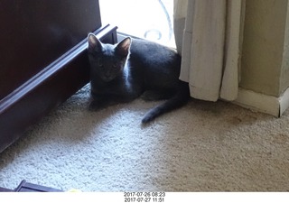 my new kittens Devin and Jane