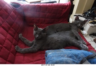 my kitten Devin or Jane